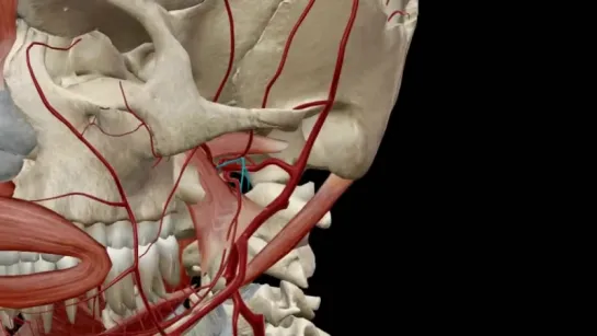 Верхнечелюстная артерия. Анатомия 3 D.
