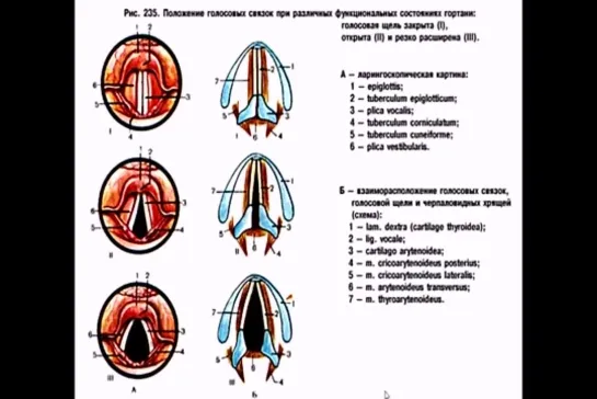 Гортань. Larynx