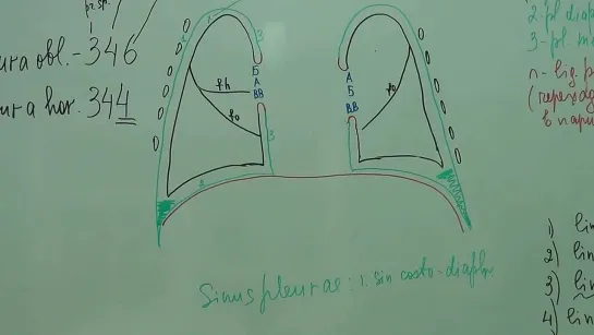 Скелетотопия легких. Плевра