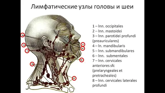 Лимфатическая система