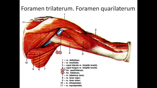 8. Подмышечная (подкрыльцовая) артерия. Arteria axillaris