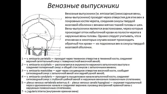 11. Вены головы и шеи