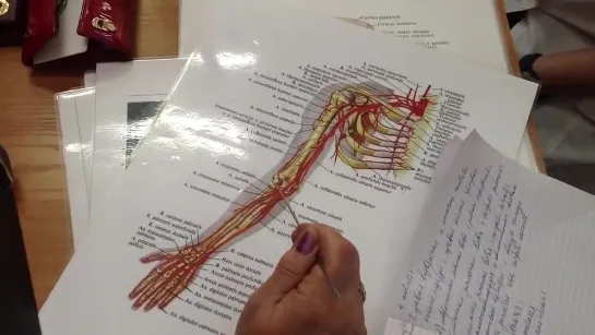 14. Артерии и вены верхней конечности - д.м.н., проф. Романюк С.Н.
