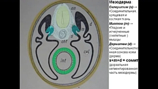 Строение и развитие осевого скелета