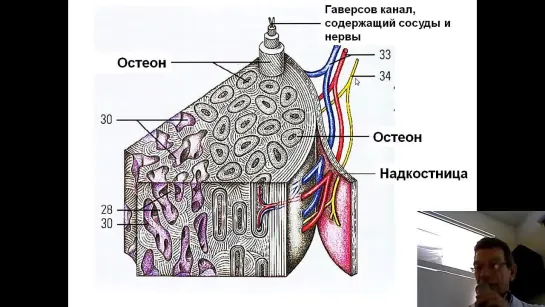 Кость как орган. Строение и состав кости.