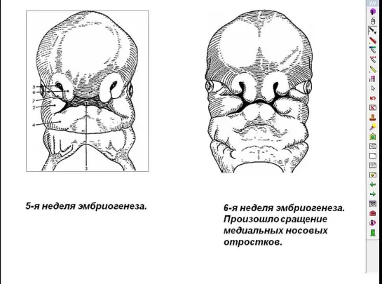 Анатомия. Развитие черепа