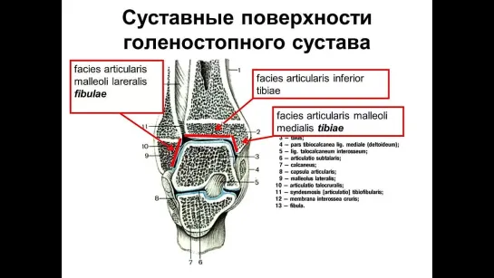 Анатомия. Суставы стопы