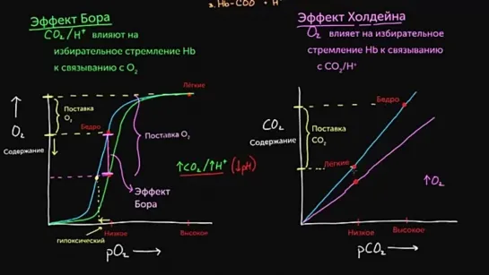 Эффект Бора и эффект Холдейна