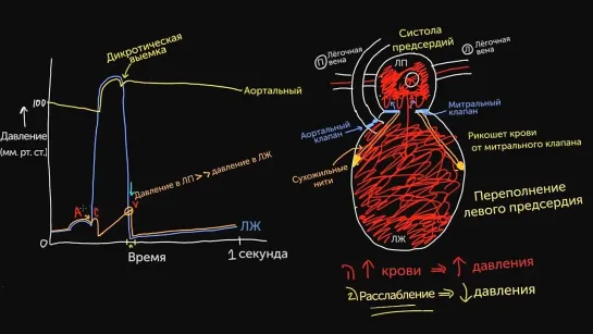 Давление в левых отделах сердца. Часть 3