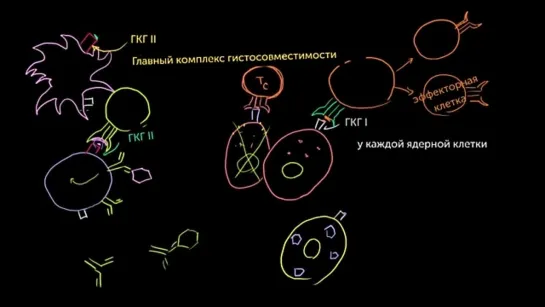 Цитотоксические T-лимфоциты