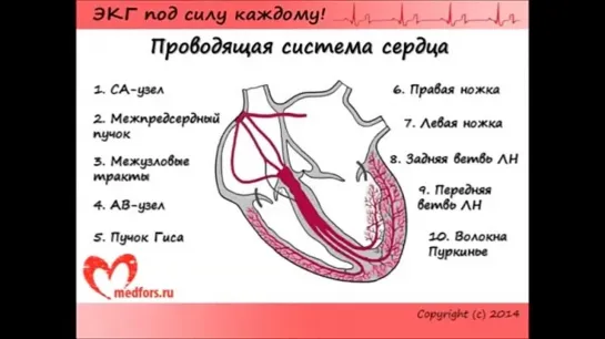 Школа ЭКГ - 1 урок.