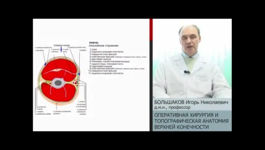 Оперативная хирургия и топографическая анатомия верхней конечности — проф. Больш