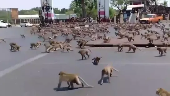 Стаи обезьян подрались из-за банана.