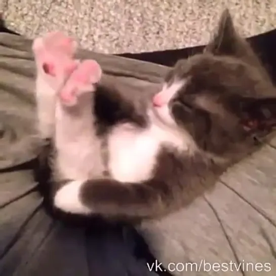 #Cute vk.com/bestvines