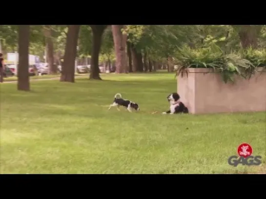 Stuffed Dog Attacks Real Dog