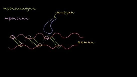 Тропомиозин и тропонин и их роль в управлении сокращением мышц
