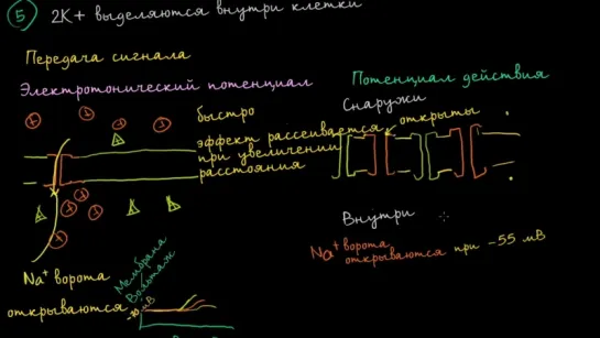 Электротонические потенциалы и потенциалы действия