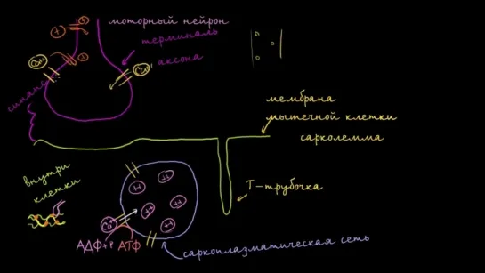 Роль саркоплазматической сети в мышечных клетках