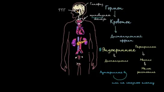 Введение в эндокринную систему