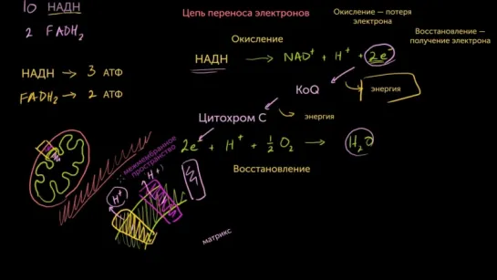 Цепь переноса электронов