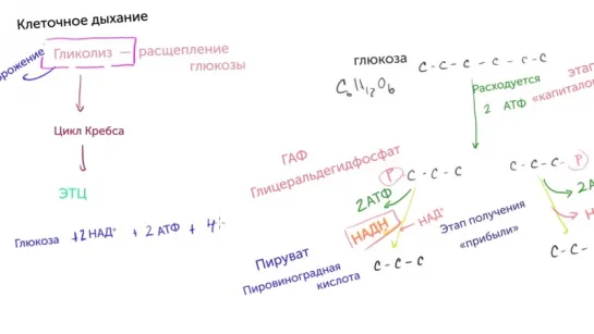 Гликолиз