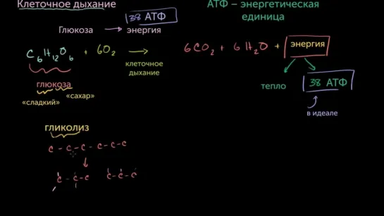 Введение в дыхание клетки