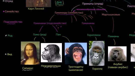 Таксономия и древо жизни