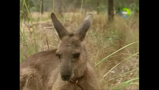 "Приключения Скиппи / The Adventures of Skippy" (1993 - 1994) (Австралия)