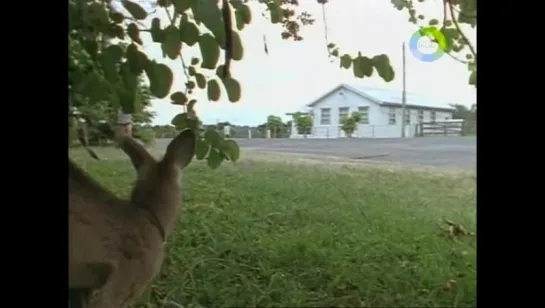 "Приключения Скиппи / The Adventures of Skippy" (1993 - 1994) (Австралия)