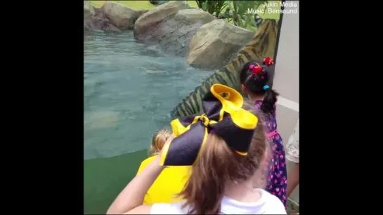 This tiger is just a big, friendly cat - We Dont Deserve Animals