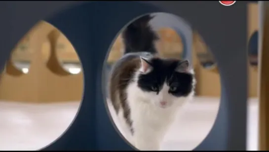 BBC. Кошачьи тайны / Cat Watch 2014: The New Horizon Experiment, 3 серия из 3