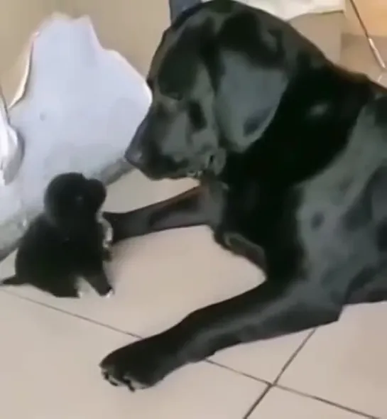 Puppy vs His Father Dog