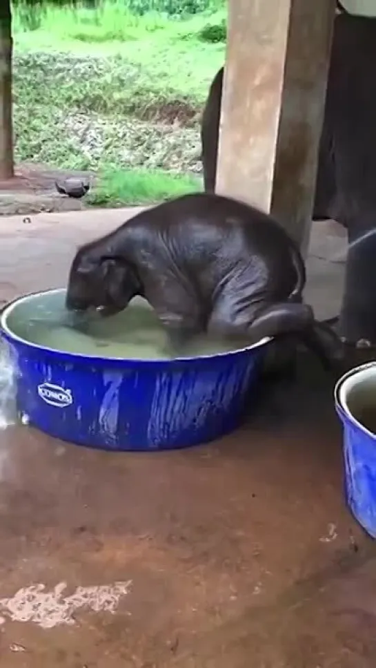 Cute Baby Elephant taking a Bath