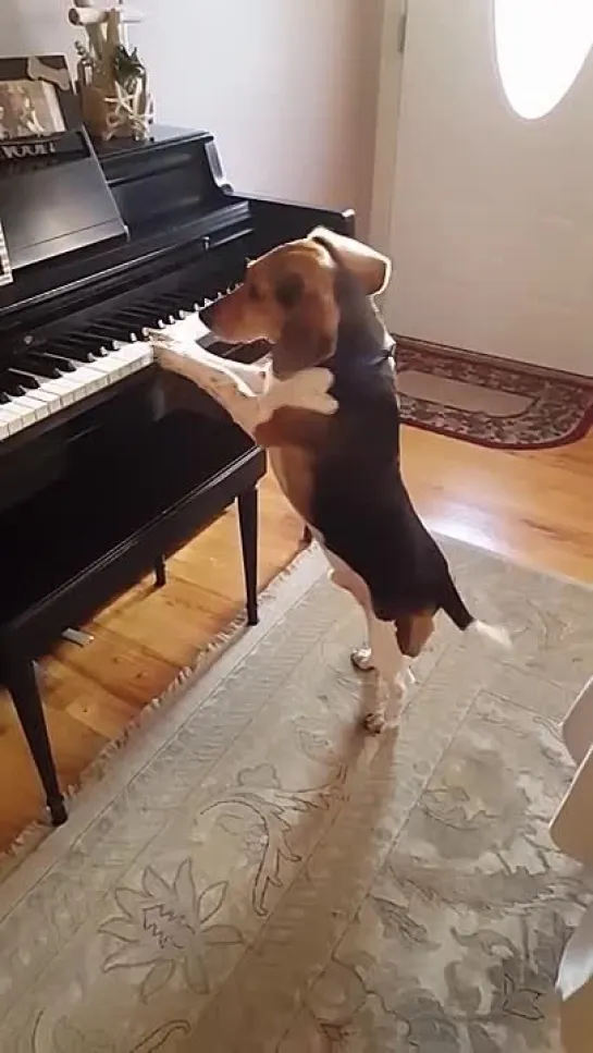 Buddy Mercury Sings! Funny and cute beagle who plays piano! (720p)