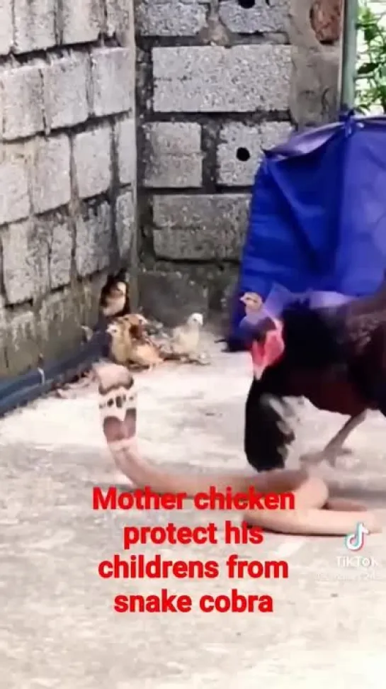 mother chicken protect his childrens from snake cobra