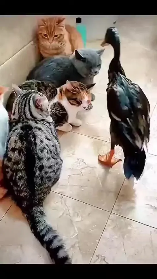 one DUCK bully the whole CATS