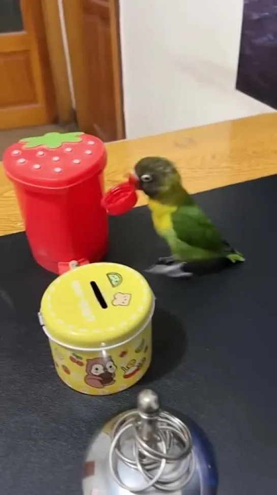 Smart Parrots Video (2022) Baby Animals Video 2022-(1080p)