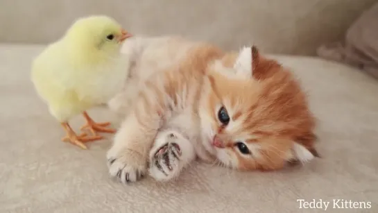 Kitten sleeps sweetly with the Chicken 🐥 (1080p)