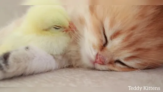 Kitten sleeps sweetly with the Chicken (1080p)