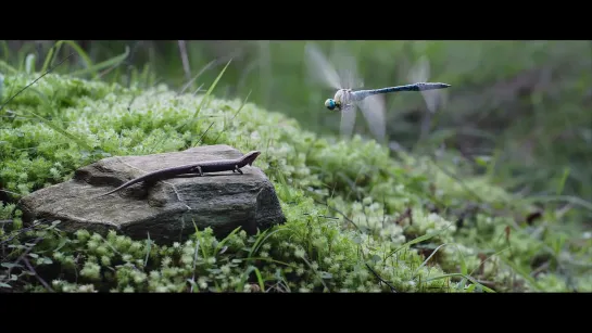 ٭٭Award Winning٭٭ CGI  VFX Short Film   “Dragon“s Scale“  - by Media Design School