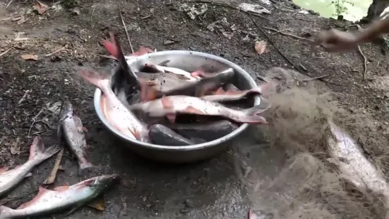 Unbelievable Girl Cast Net Fishing GIANT Fish at TINY River (1080p)