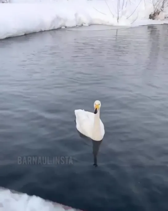 Какая же красота на Лебедином озере 💛