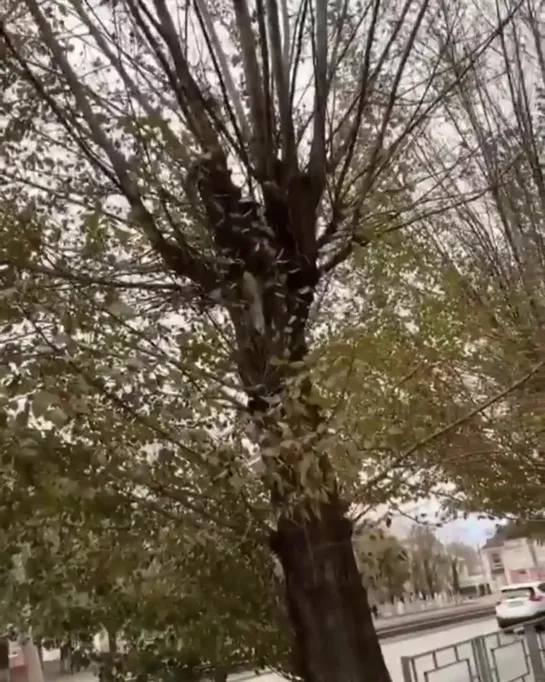 🐿 Белочка в городе