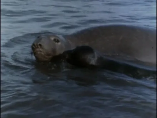 Подводная одиссея команды Кусто: Возвращение морских слонов. 1970.