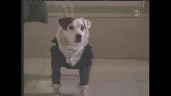 "Вишбон – собака - фантазёр / Wishbone." (1995) (США)