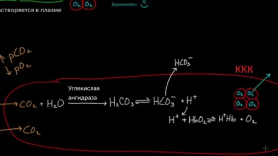 Роль гемоглобина