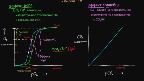 Эффект Бора и эффект Холдейна