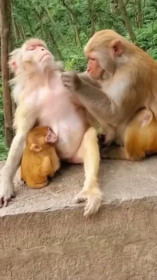 Life of a Monkey