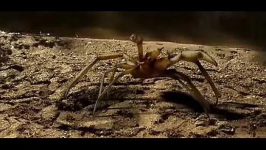 Верблюжьи пауки / Camel Spiders (2011) BDRip 720p [vk.com/Feokino]