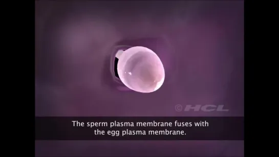 Grade-12 Fertilisation  Implantation-1